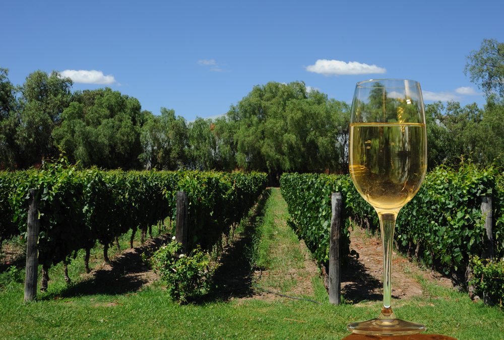 Torrontés wine glass, Mendoza vinyard