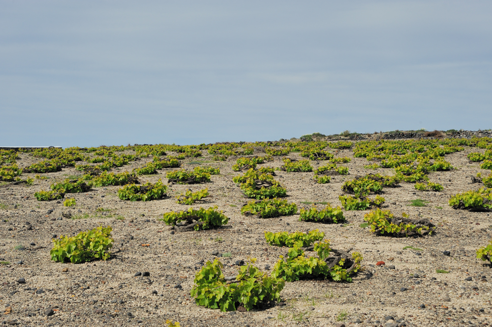 Santorini vineyards