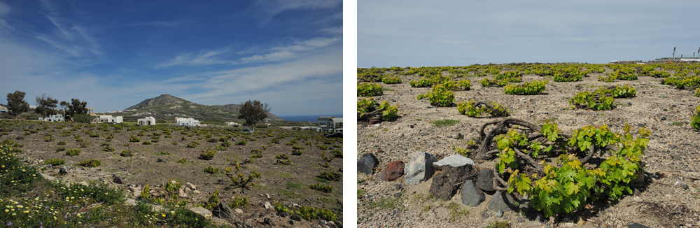 Santorini vineyards