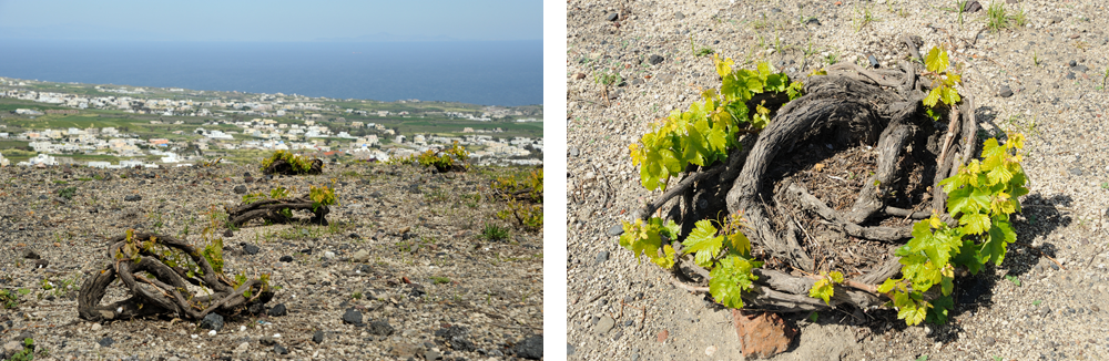 Santorini vineyards