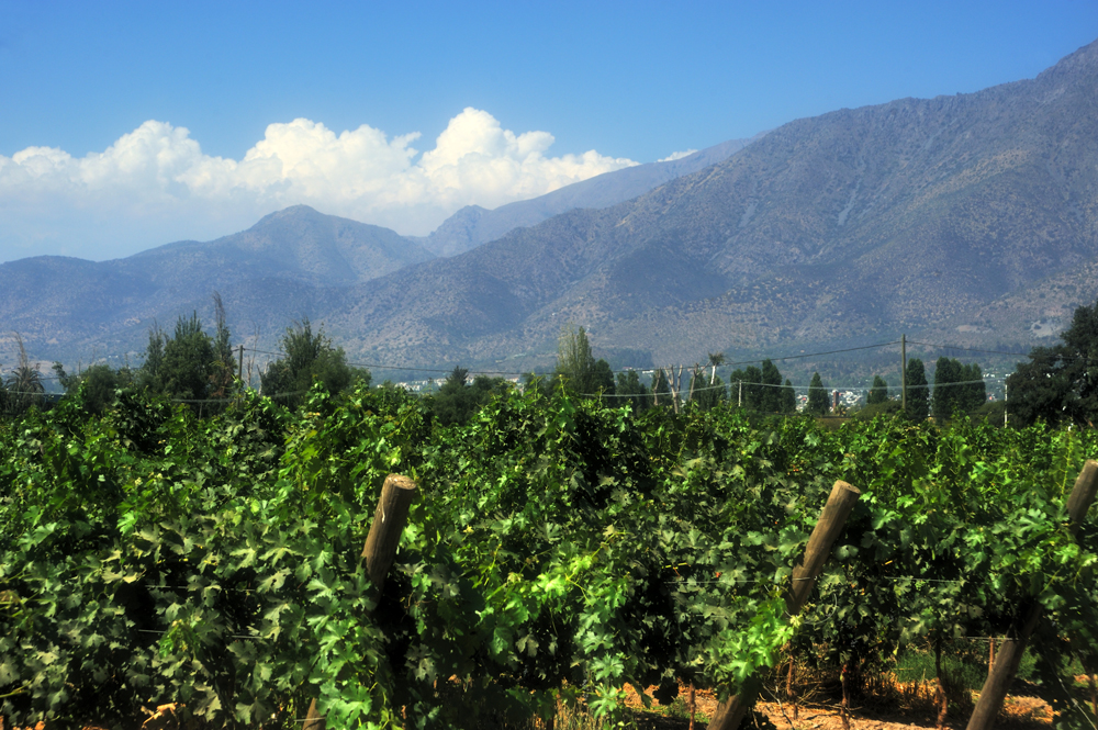 Carménère vines on Cousiño-Macul vineyard, Maipu valley, Chile 