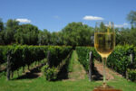 torrontes wine, Mendoza vinyard