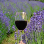 Mourvèdre wine glass